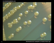 stenotrophomonas on agar
